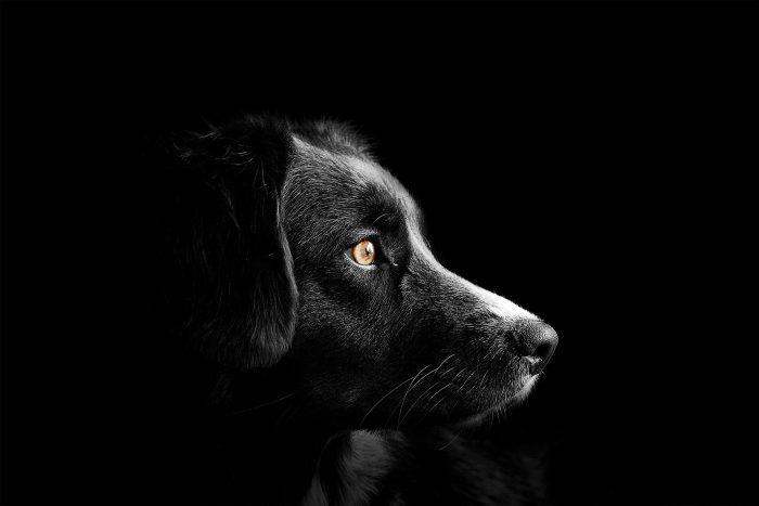 animal-4118585_1920