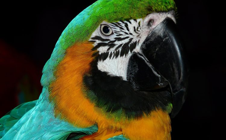 bird-4078_1920