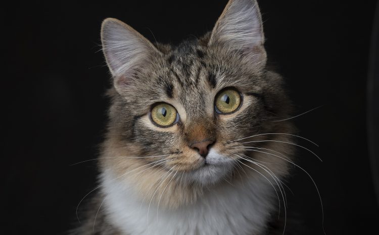 cat-7489398_1920
