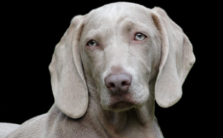 dog-1742295_1920