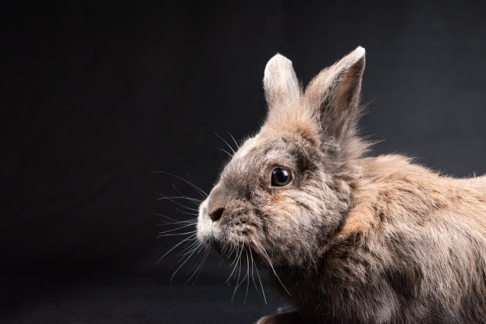 rabbit-8539830_1920