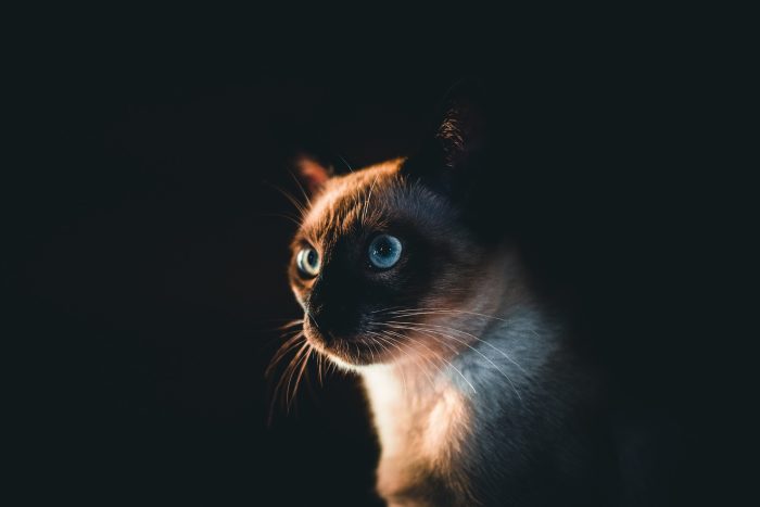 siamese-cat-5320568_1920